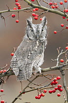 Eastern Screech Owl (Megascops asio) with berries, Howell Nature Center, Michigan