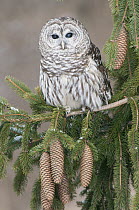 Barred Owl (Strix varia), Howell Nature Center, Michigan