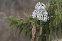 Barred Owl (Strix varia), Howell Nature Center, Michigan