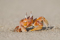 Painted Ghost Crab (Ocypode gaudichaudii) emerging from burrow, Costa Rica