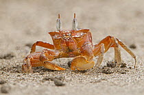 Painted Ghost Crab (Ocypode gaudichaudii), Costa Rica