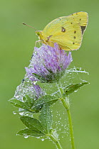 Clouded Sulphur Butterfly (Colias philodice), North America