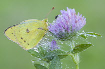 Clouded Sulphur Butterfly (Colias philodice), North America