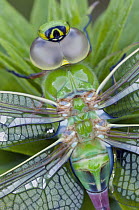 Green Darner (Anax junius) dragonfly, North America