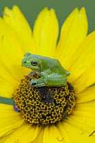 Gray Tree Frog (Hyla versicolor) on flower, Howell Nature Center, Michigan