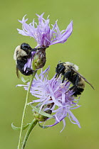 Brown-belted Bumblebee (Bombus griseocollis) and Lemon Cuckoo Bumblebee (Bombus citrinus) feeding on flower nectar, Howell Nature Center, Michigan