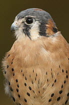 American Kestrel (Falco sparverius) male, Howell Nature Center, Michigan