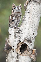 Eastern Screech Owl (Megascops asio) above tree cavity, Howell Nature Center, Michigan
