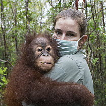 Orangutan (Pongo pygmaeus) orphan baby held by photographer Suzi Eszterhas, Indonesia