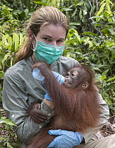 Orangutan (Pongo pygmaeus) orphan baby bottle fed by photographer Suzi Eszterhas, Indonesia