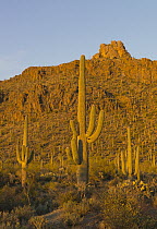 Saguaro (Carnegiea gigantea) cactii in desert, Tucson Mountain Park, Tucson, Arizona