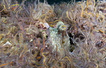 Octopus (Octopus sp) and Brittlestars (Ophiothrix sp), Santa Cruz Island, Channel Islands, California