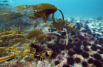 Red Sea Urchin (Strongylocentrotus franciscanus) group feeding on Giant Kelp (Macrocystis pyrifera) creating urchin barren, Santa Cruz Island, Channel Islands, California