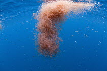 Krill (Thysanoessa spinifera) group, Coronado Islands, Baja California, Mexico