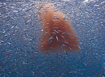 Pacific Sardine (Sardinops sagax) school feeding on Krill (Thysanoessa spinifera), Los Coronados Islands, Baja California, Mexico