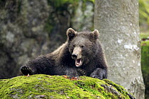 Brown Bear (Ursus arctos) cub yawning, Bavarian Forest National Park, Germany