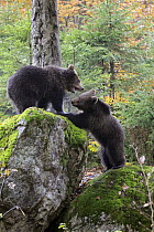 Brown Bear (Ursus arctos) cubs playing, Bavarian Forest National Park, Germany
