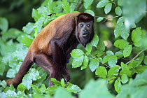 Red Howler Monkey (Alouatta seniculus), native to South America