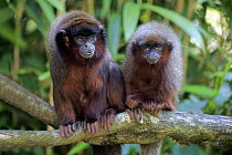Dusky Titi Monkey (Callicebus moloch) and sub-adult, native to South America