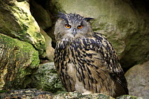 Eurasian Eagle-Owl (Bubo bubo), Bavarian Forest National Park, Germany