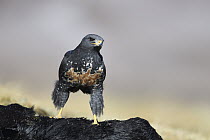 Augur Buzzard (Buteo rufofuscus) at feeding station, Giant's Castle National Park, South Africa