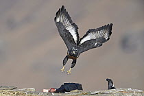 Augur Buzzard (Buteo rufofuscus) flying at feeding station, Giant's Castle National Park, South Africa
