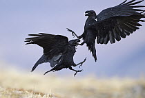 White-necked Raven (Corvus albicollis) pair fighting, Giant's Castle National Park, South Africa