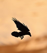 White-necked Raven (Corvus albicollis) flying, Giant's Castle National Park, South Africa