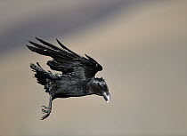 White-necked Raven (Corvus albicollis) flying, Giant's Castle National Park, South Africa