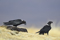 White-necked Raven (Corvus albicollis) pair at feeding station, Giant's Castle National Park, South Africa