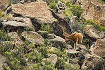 Domestic Cattle (Bos taurus) in boulder field, Ciudad de Piedra, Andes, western Bolivia