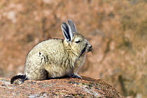 Southern Viscacha (Lagidium viscacia), Ciudad de Piedra, Andes, western Bolivia