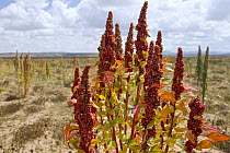 Quinoa (Chenopodium quinoa) seed heads, Andes, western Bolivia