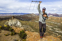 Andean Mountain Cat (Leopardus jacobita) biologist, Juan Reppucci, using telemetry to track female, Abra Granada, Andes, northwestern Argentina