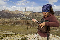 Andean Mountain Cat (Leopardus jacobita) biologist, Cintia Tellaeche, using telemetry to track female, Abra Granada, Andes, northwestern Argentina