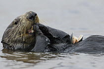 Sea Otter (Enhydra lutris) female feeding on mussel prey, Elkhorn Slough, Monterey Bay, California