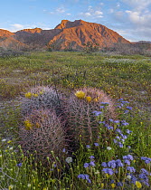 Desert Bluebell (Phacelia campanularia) flowers in spring bloom with barrel cacti, Anza-Borrego Desert State Park, California