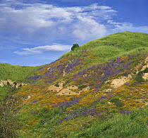 California Poppy (Eschscholzia californica) and Desert Bluebell (Phacelia campanularia) flowers in spring bloom, Chino Hills State Park, California