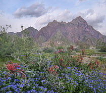 Desert Bluebell (Phacelia campanularia) and Chuparosa (Justicia californica) flowers, Anza-Borrego Desert State Park, California