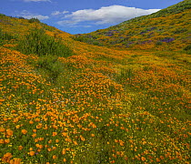 California Poppy (Eschscholzia californica) flowers in spring bloom, Diamond Valley Lake, California