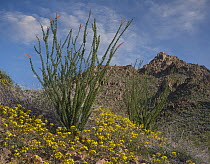 California Desert Dandelion (Malacothrix californica) flowers and Ocotillo (Fouquieria splendens) in spring, Joshua Tree National Park, California