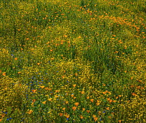 California Poppy (Eschscholzia californica) and Desert Yellow Fleabane (Erigeron linearis) flowers in spring bloom, Diamond Valley Lake, California