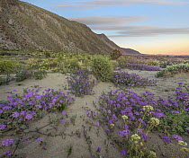Desert Sand Verbena (Abronia villosa) flowers in spring bloom, Anza-Borrego Desert State Park, California
