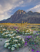 Desert Sand Verbena (Abronia villosa), Desert Sunflower (Geraea canescens), and Desert Lily (Hesperocallis undulata) flowers in spring bloom, Anza-Borrego Desert State Park, California