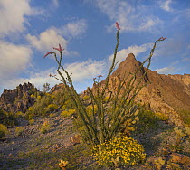 Ocotillo (Fouquieria splendens) and Brittlebush (Encelia californica) flowers, Kofa National Wildlife Refuge, Arizona