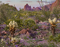 Teddy Bear Cholla (Cylindropuntia bigelovii) cacti, Kofa National Wildlife Refuge, Arizona