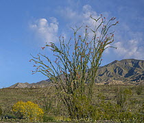 Ocotillo (Fouquieria splendens) and Brittlebush (Encelia californica) flowers, Anza-Borrego Desert State Park, California