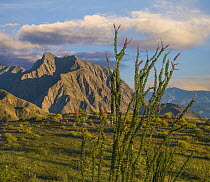 Ocotillo (Fouquieria splendens), Anza-Borrego Desert State Park, California