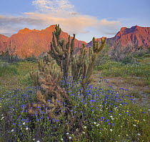 Desert Bluebell (Phacelia campanularia) flowers and Teddy Bear Cholla (Cylindropuntia bigelovii) cacti in spring, Anza-Borrego Desert State Park, California