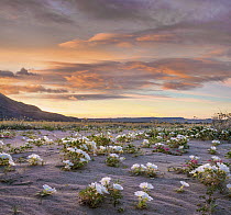 Desert Lily (Hesperocallis undulata) flowers in spring bloom, Anza-Borrego Desert State Park, California